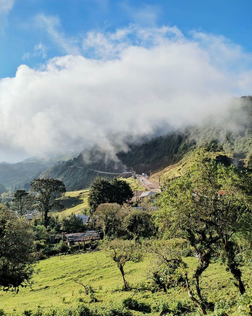 Neblina sobre montañas verdes y pinos